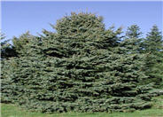 Picea pungens