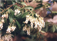 Pieris japonica