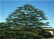 Araucaria heterophylla