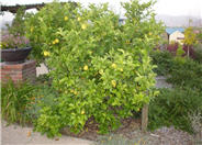 Citrus sinensis