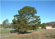 Pinus radiata