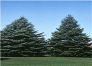 Abies concolor