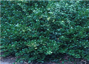 Euonymus fortunei