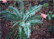 Polystichum munitum