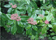 Viburnum tinus