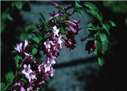 Weigela florida