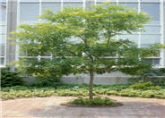 Sophora japonica