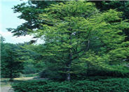 Taxodium distichum