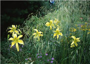 Deschampsia caespitosa