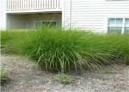 Miscanthus sinensis 'Gracillimus'