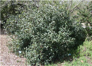 Rhamnus californica