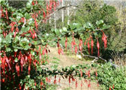 Ribes speciosum