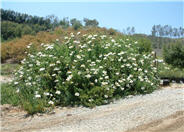 Romneya coulteri