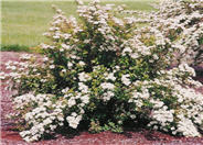 Spiraea X vanhouttei