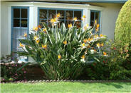 Strelitzia reginae