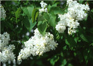 Syringa vulgaris