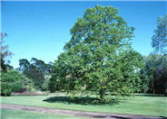 Tilia cordata