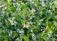 Trachelospermum jasminoides