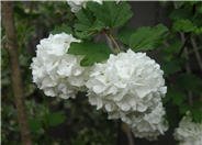 Viburnum opulus 'Roseum'