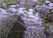 Wisteria sinensis