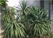 Yucca recurvifolia