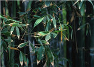 Phyllostachys bambusoides