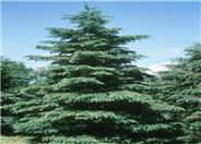 Picea glauca