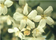 Malus 'White Angel'