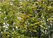 Carpinus betulus 'Fastigiata'