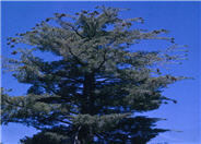 Pinus lambertiana