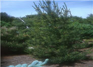 Pinus flexilis