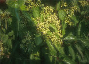 Viburnum dentatum