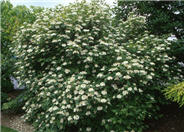 Viburnum opulus 'Compactum'