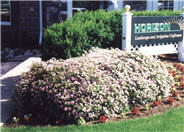 Spiraea japonica 'Little Princess'