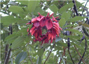 Erythrina crista-galli