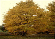 Ginkgo biloba 'Autumn Gold'