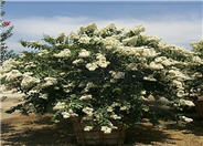 Lagerstroemia 'Natchez'