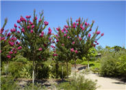 Lagerstroemia 'Tuscarora'