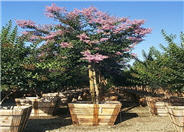 Lagerstroemia 'Muskogee'