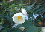 Abutilon hybrids