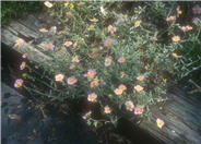 Helianthemum nummularium 'Wisley Pink'