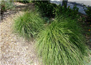 Stipa gigantea