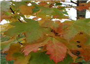 Acer platanoides 'Columnare'