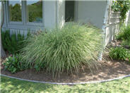 Miscanthus sinensis 'Morning Light'