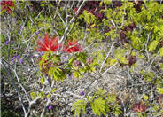 Calliandra tweedii