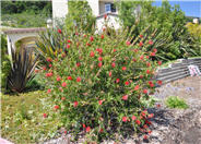 Callistemon citrinus