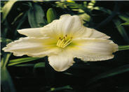 Hemerocallis 'Joan Senior'